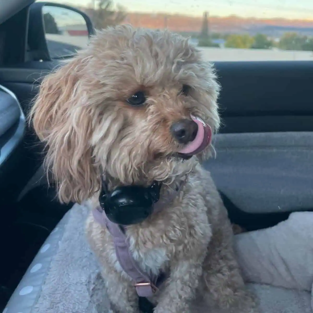 Cavapoo wearing collar