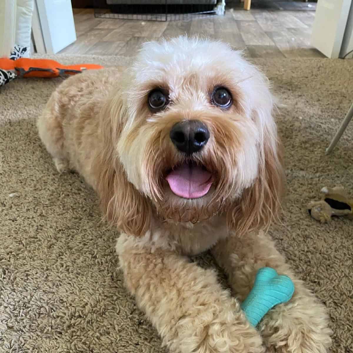 Cavapoo with blue bone