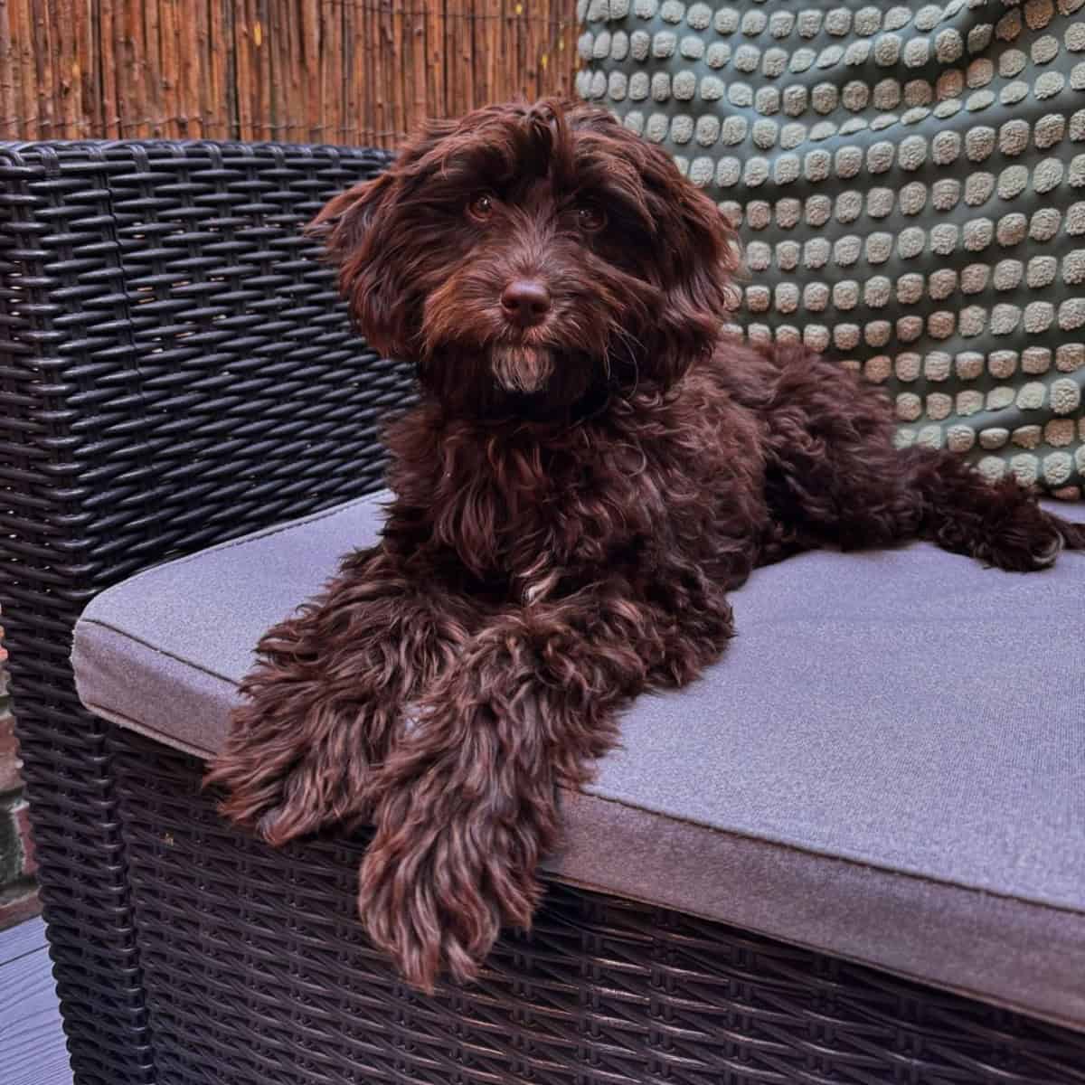 chocolate Cavapoo on seat