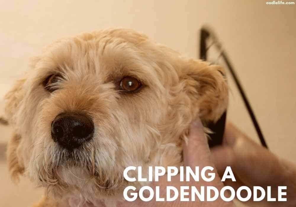 can you cut human hair with dog clippers