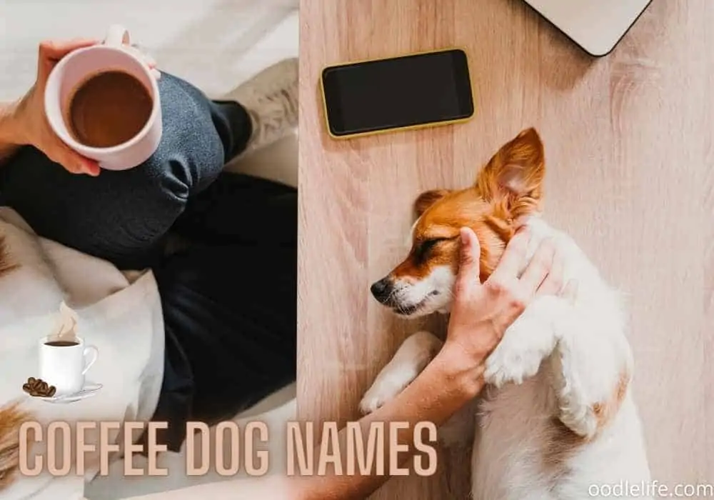 coffee related dog names