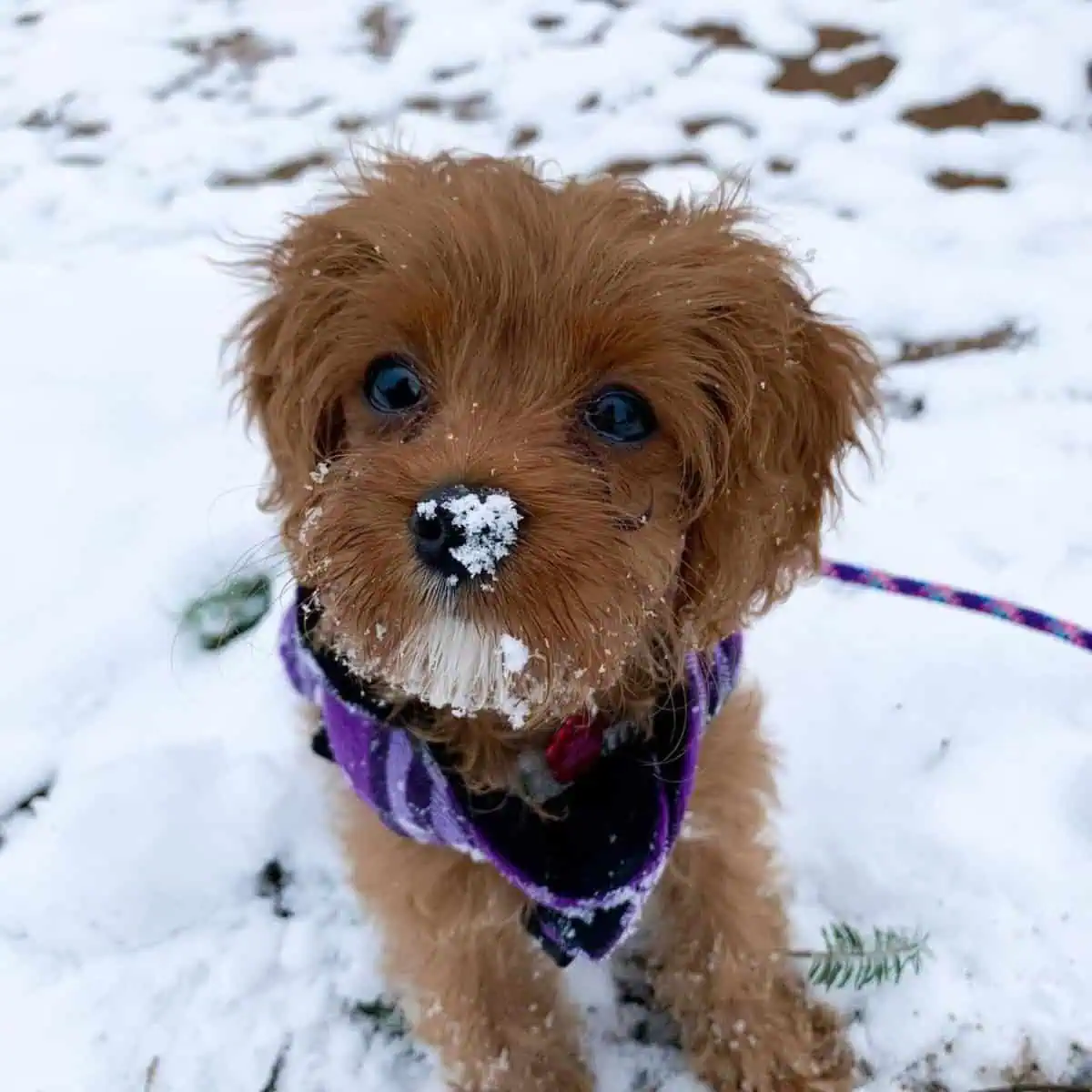 cold weather for Cavapoo