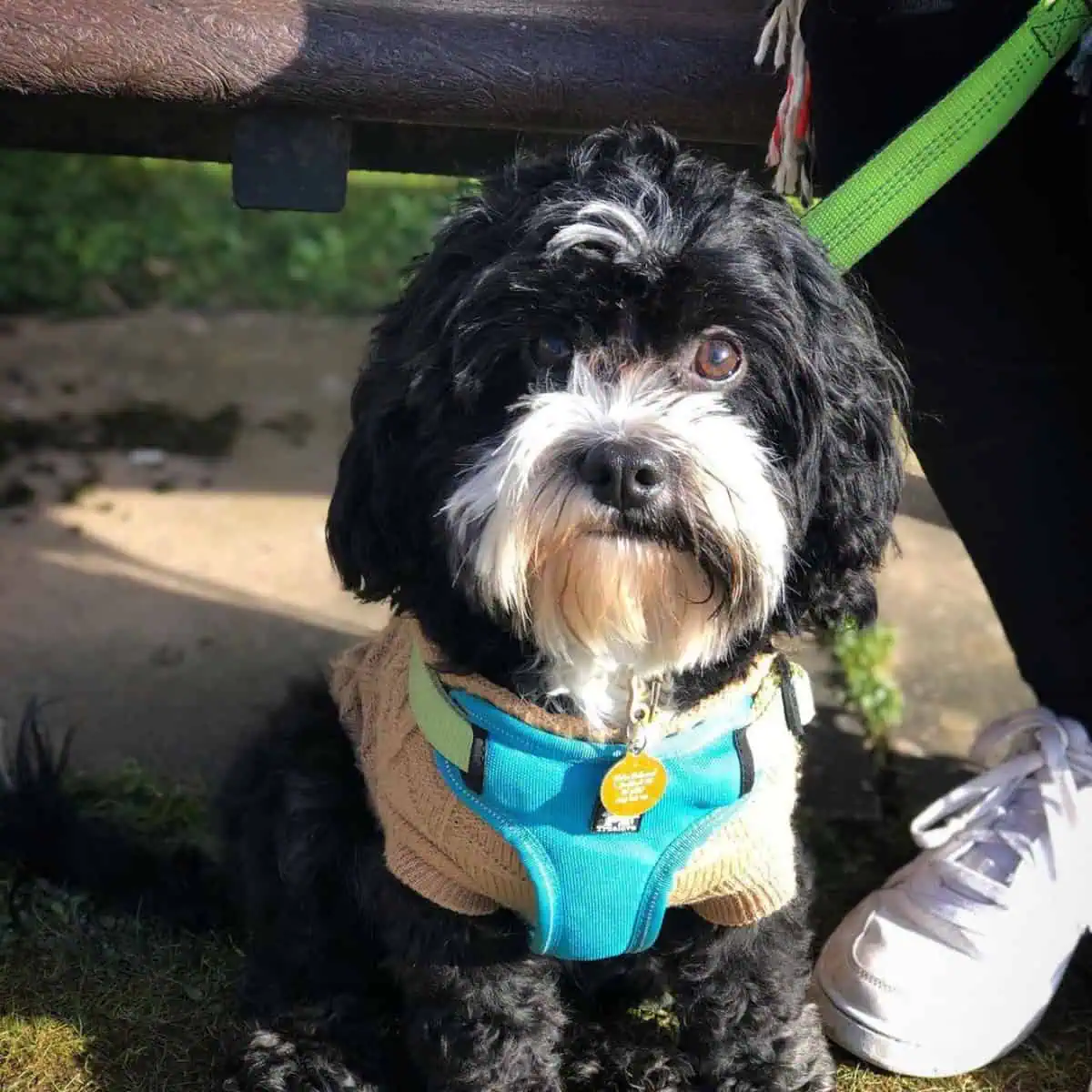 collar and harness on Cavapoo outside