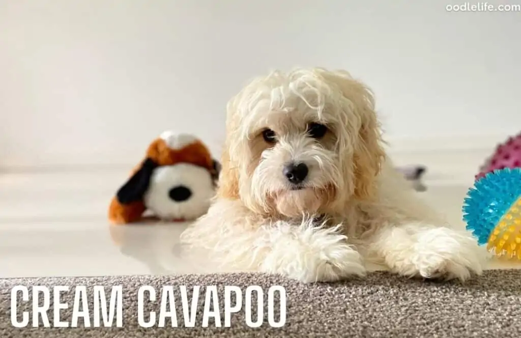 a cream cavapoo coat