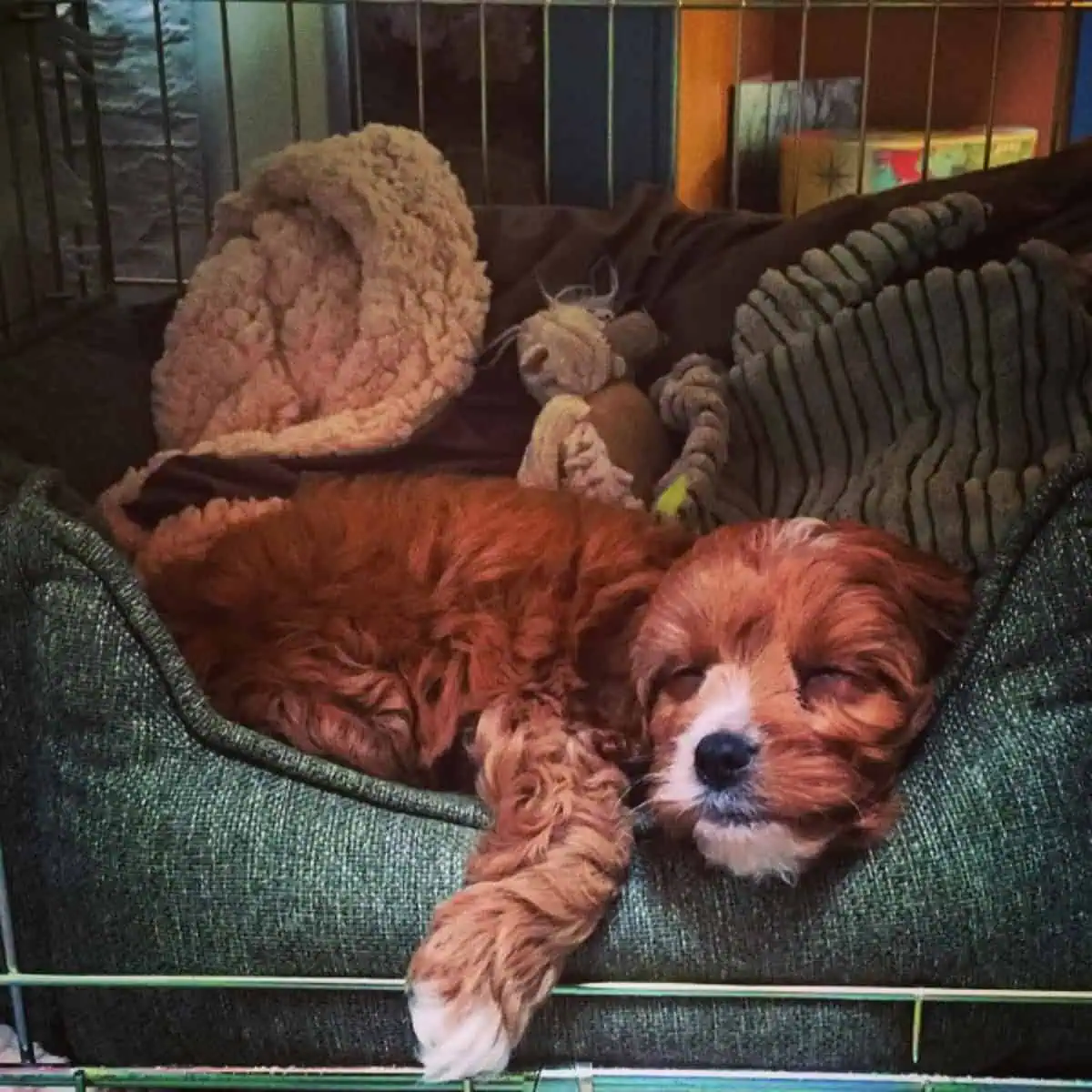 deep sleeping Cavapoo puppy