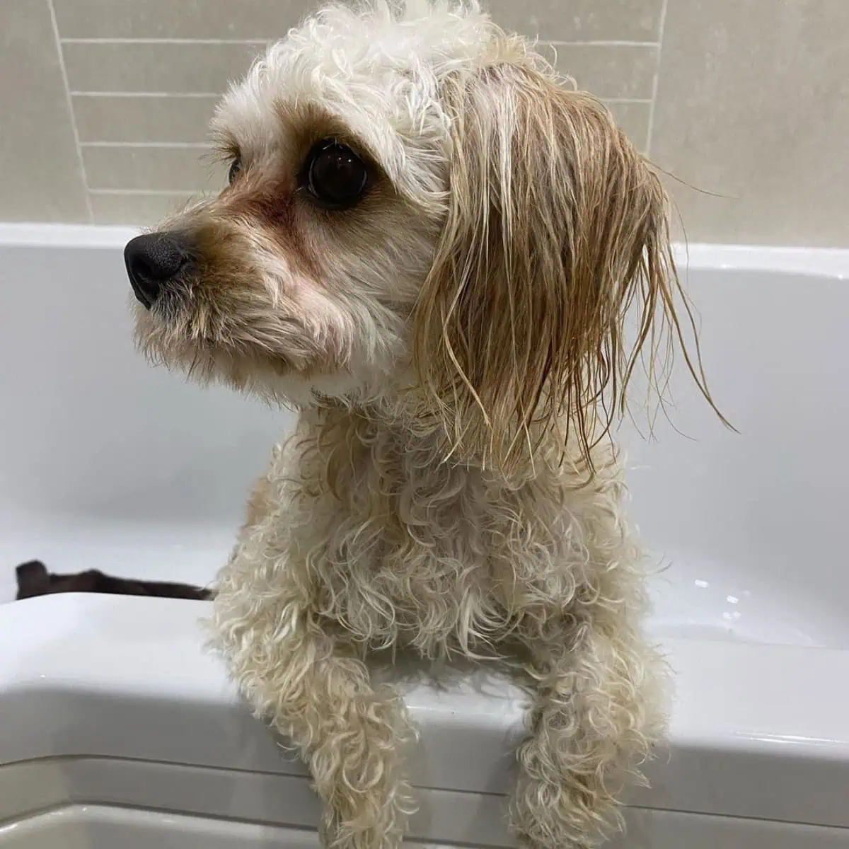 dirty Cavapoo on bathtub