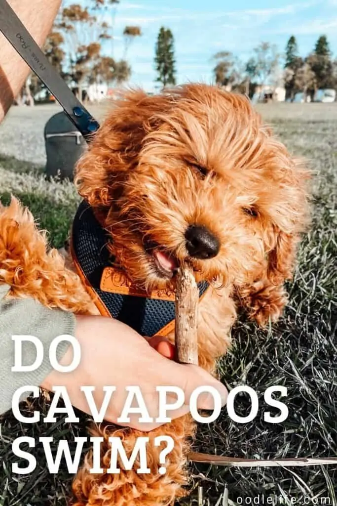 do cavapoos swim or like water