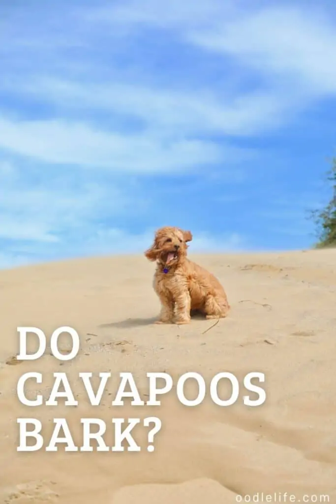 do cavapoos bark