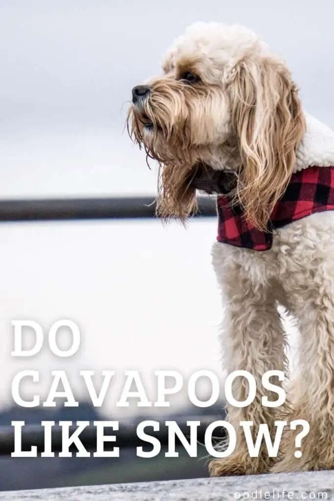 do cavapoos like snow