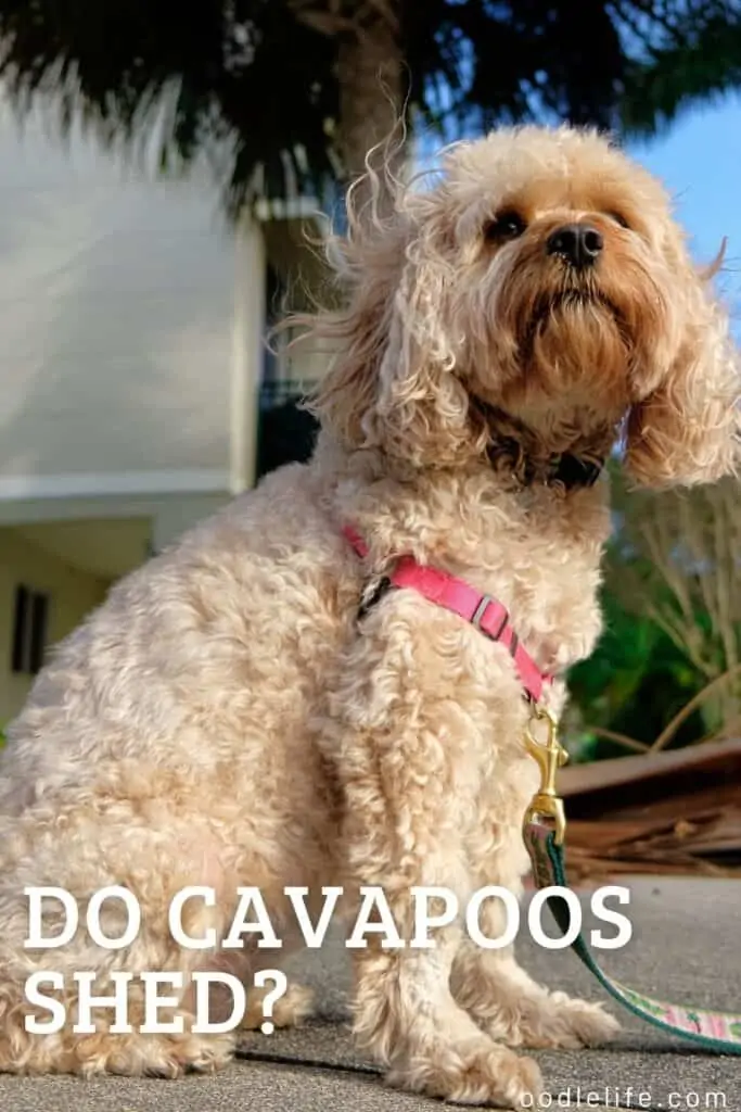 do cavapoos shed a non shed cavapoo looks off camera