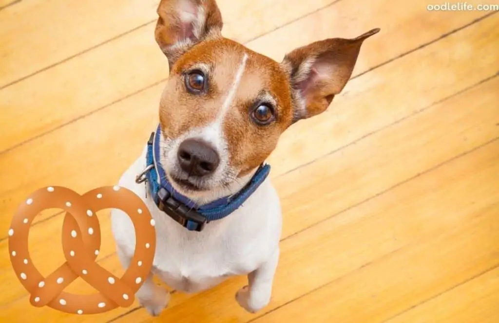 dog eat pretzels begging