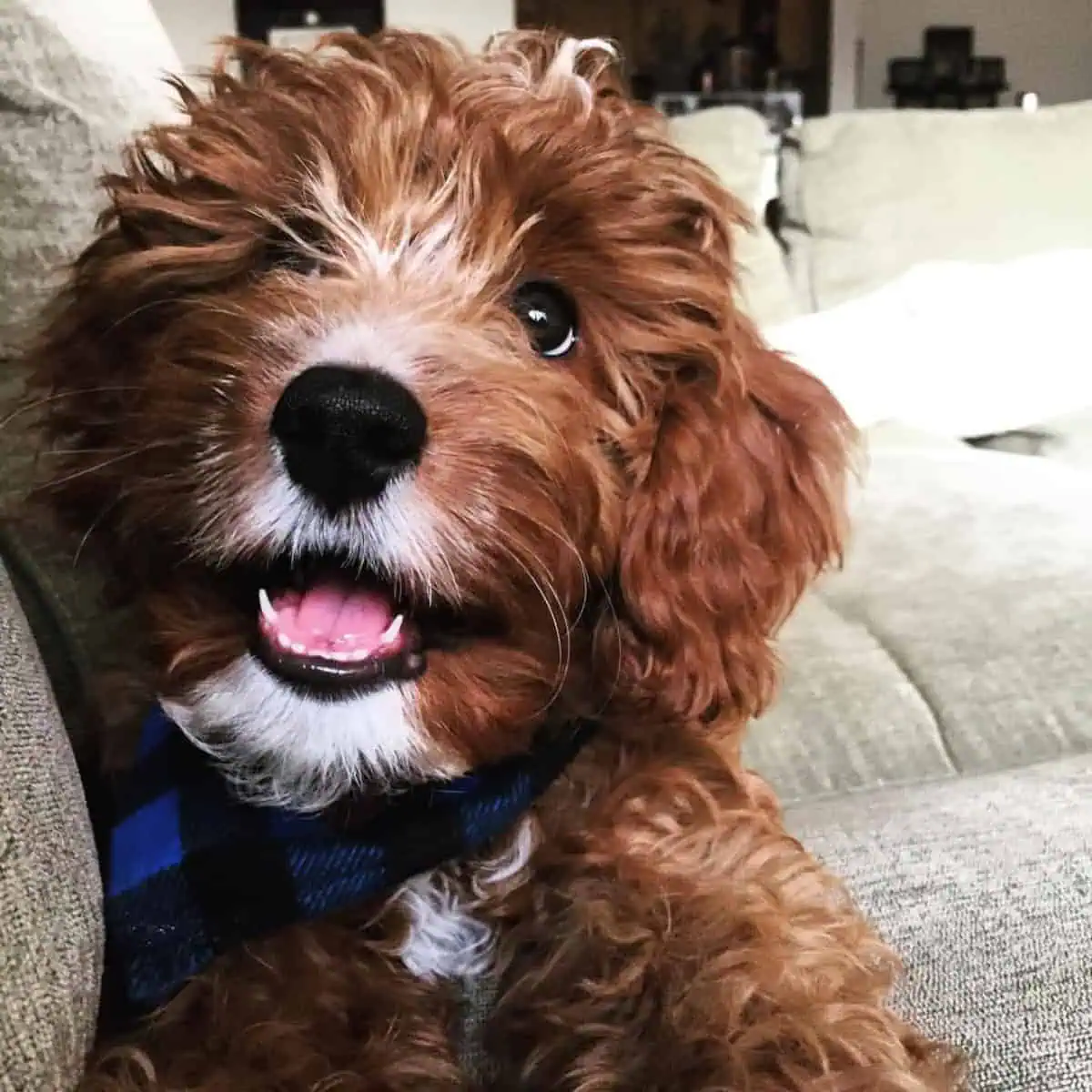 excited Cavapoo puppy to go outdoors