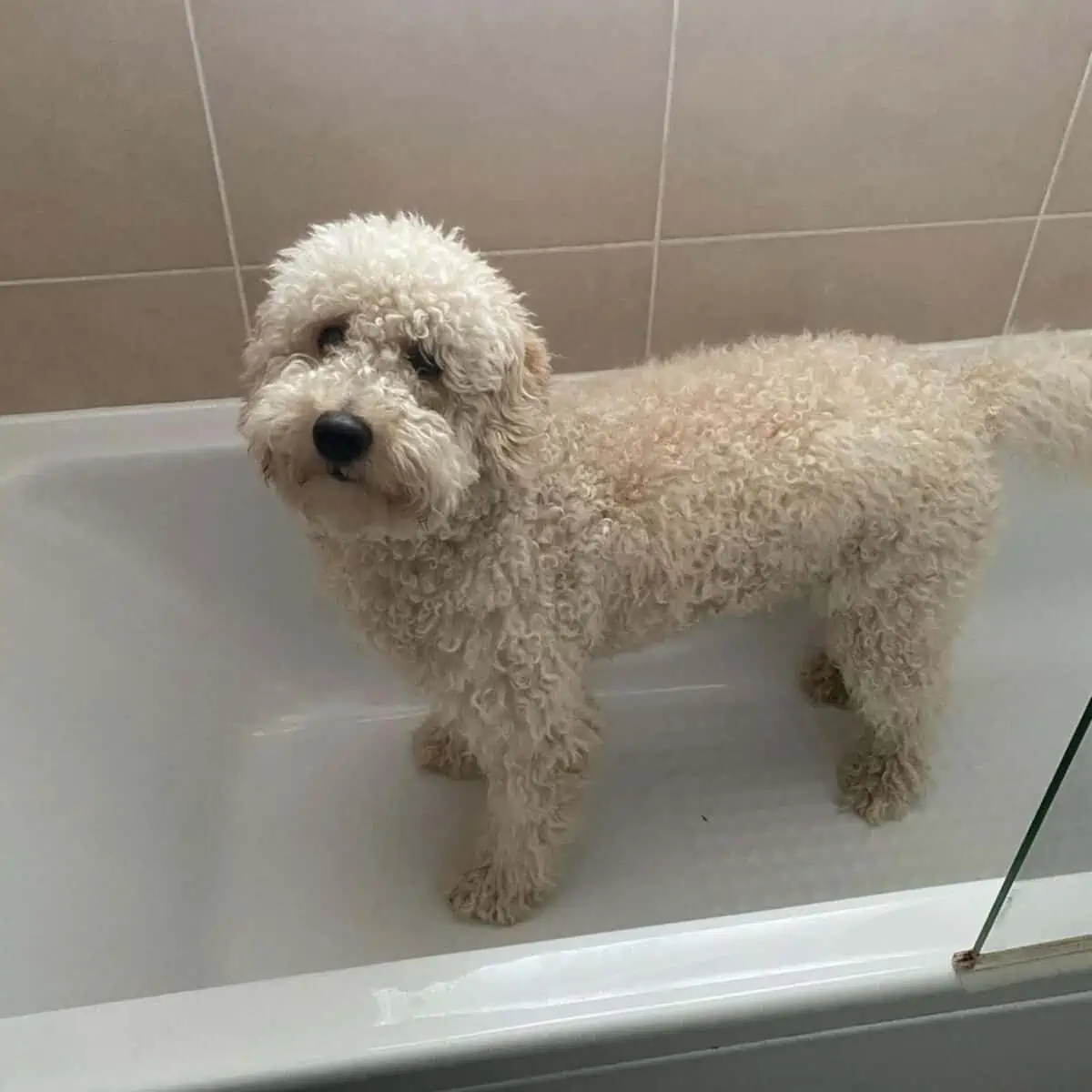 excited Goldendoodle in the bathtub