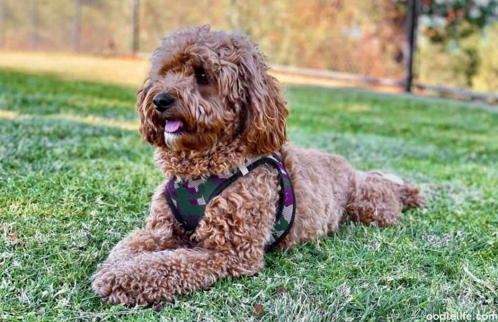 f1b cavapoo wavy coat sits on the grass