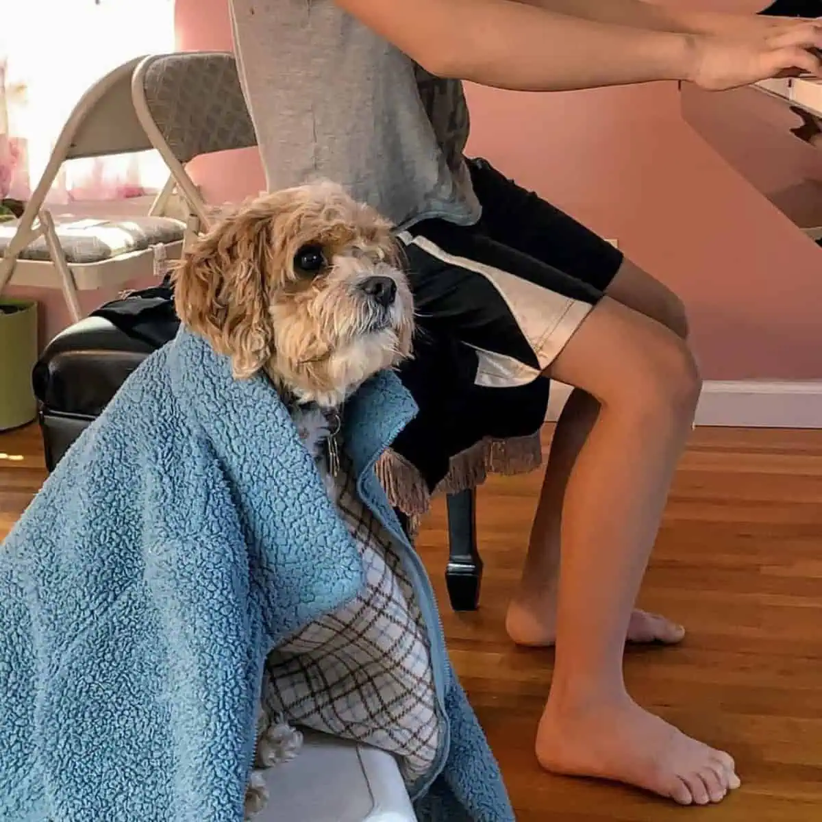 feeling cold Cavapoo beside its owner