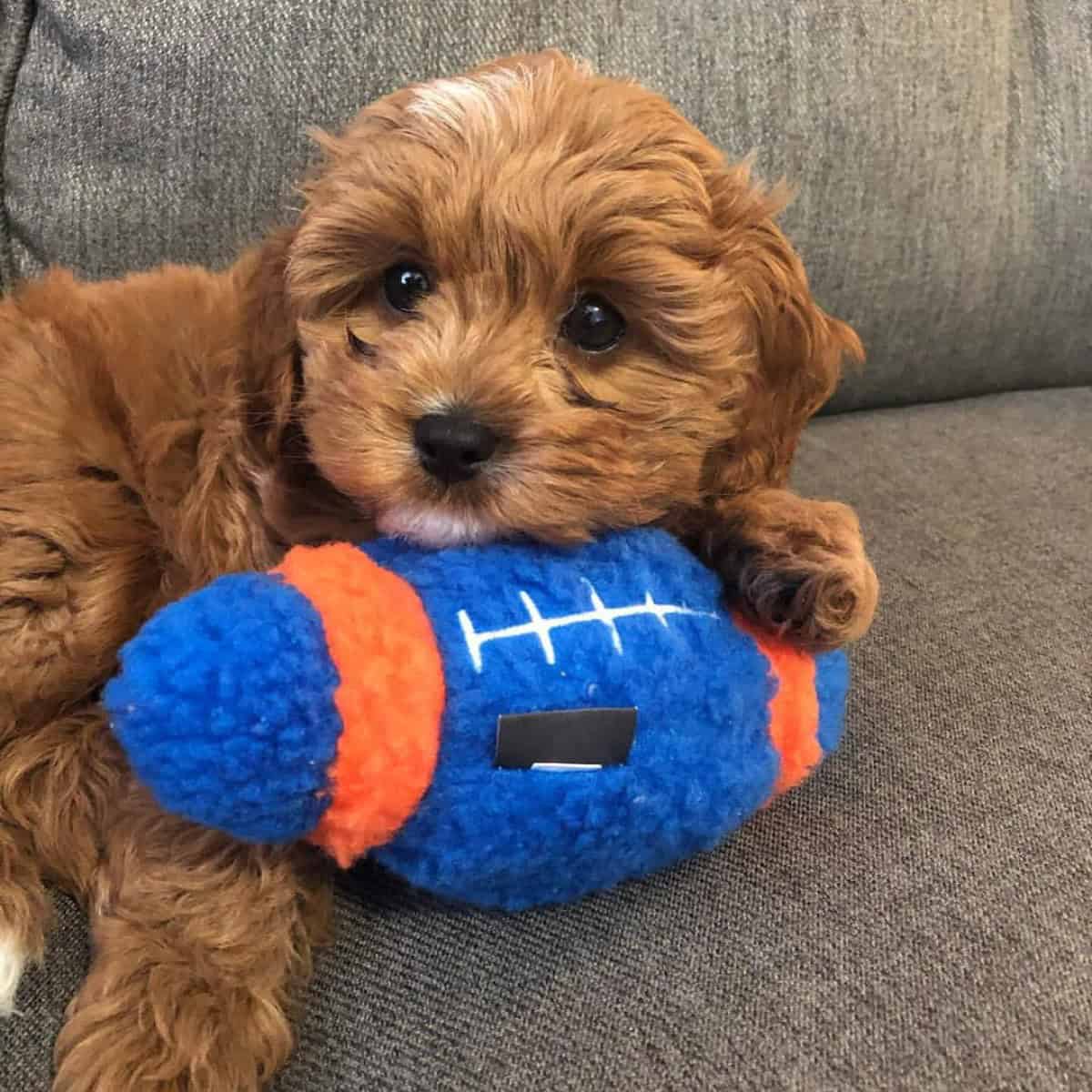 football toy for Cavapoo