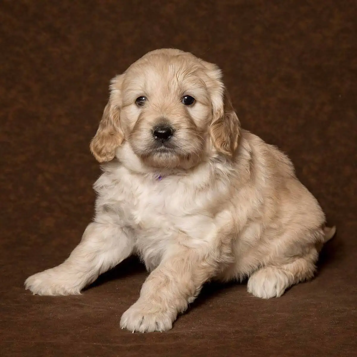 four-week-old Goldendoodle puppy