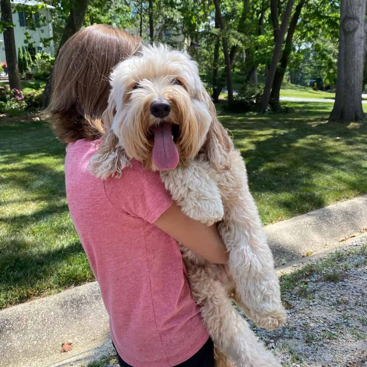girl carries Cavapoo