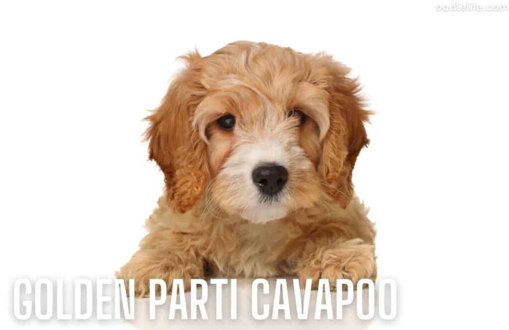 cavapoo coat