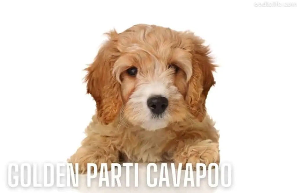 golden and white cavapoo coat