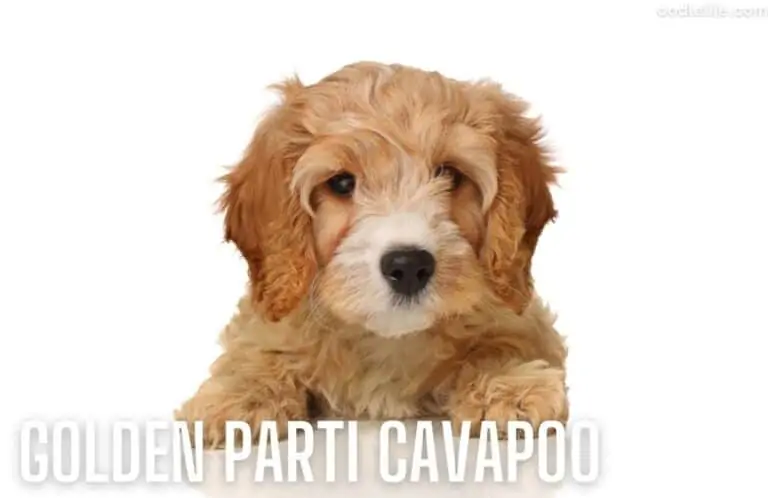 Cavapoo Pros and Cons [Ultimate List]