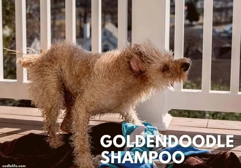 goldendoodle dog shaking off after a Shampoo