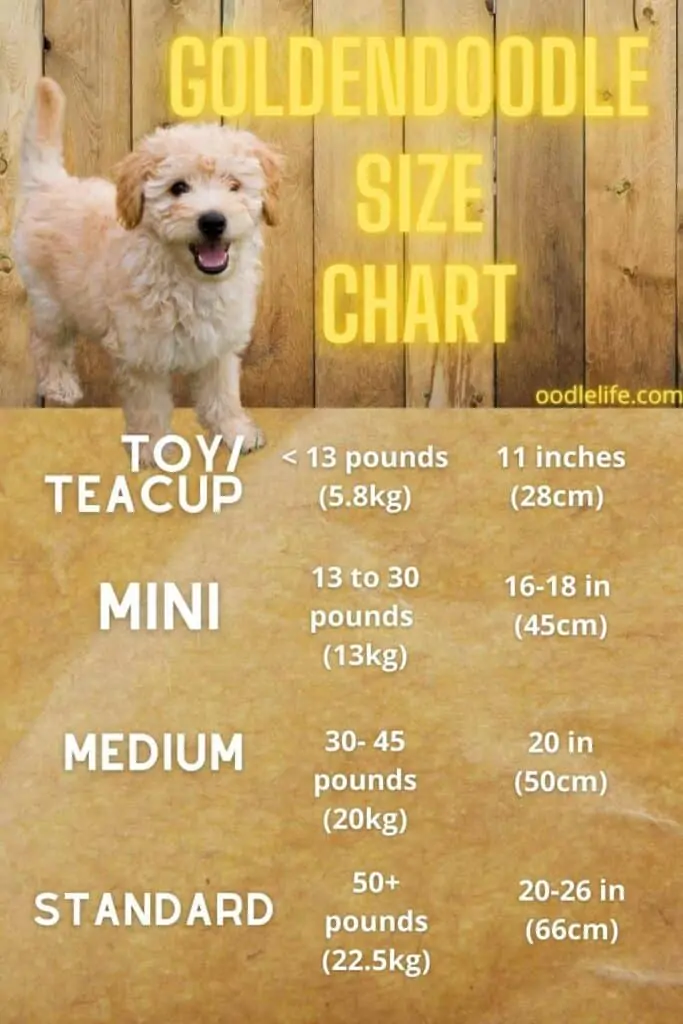 how big do goldendoodles get goldendoodle size chart