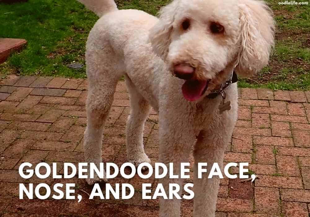 Goldendoodles smiling face