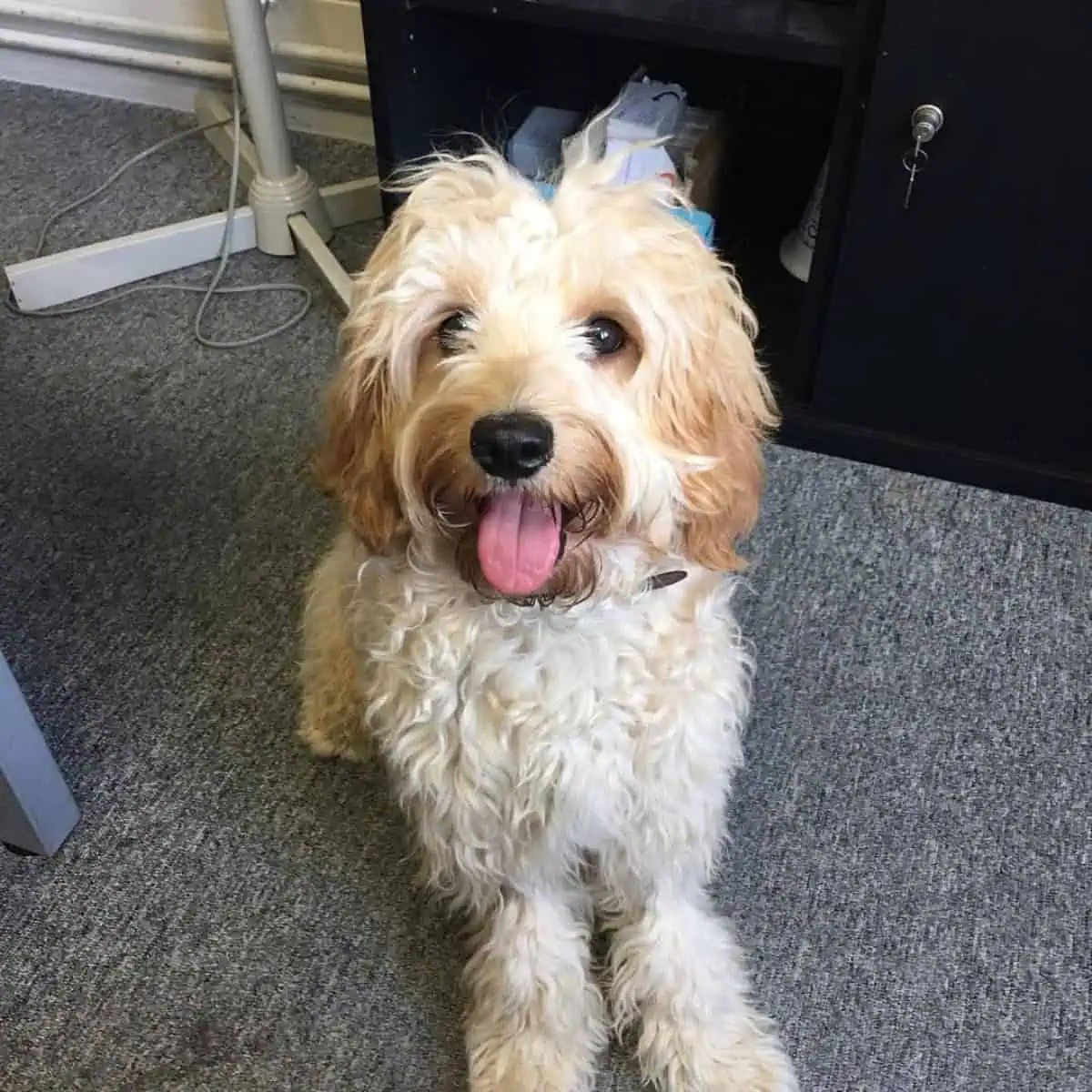 good boy Cavapoo