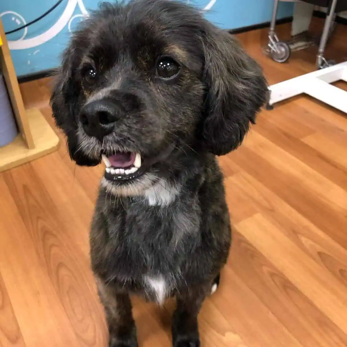 groomed Cavapoo at salon