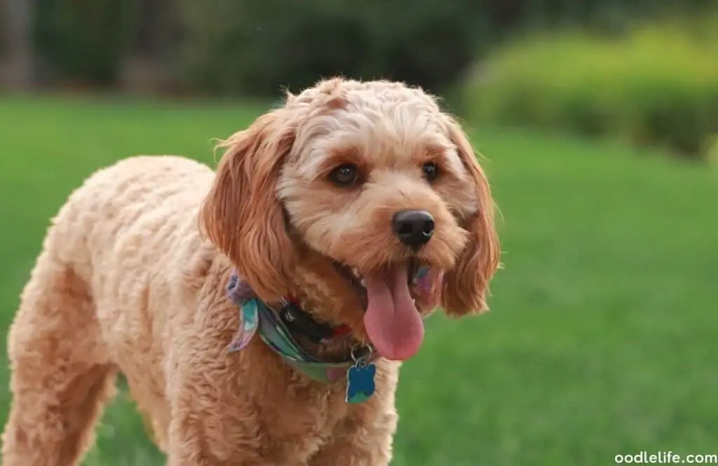 recently groomed cavapoo puppy