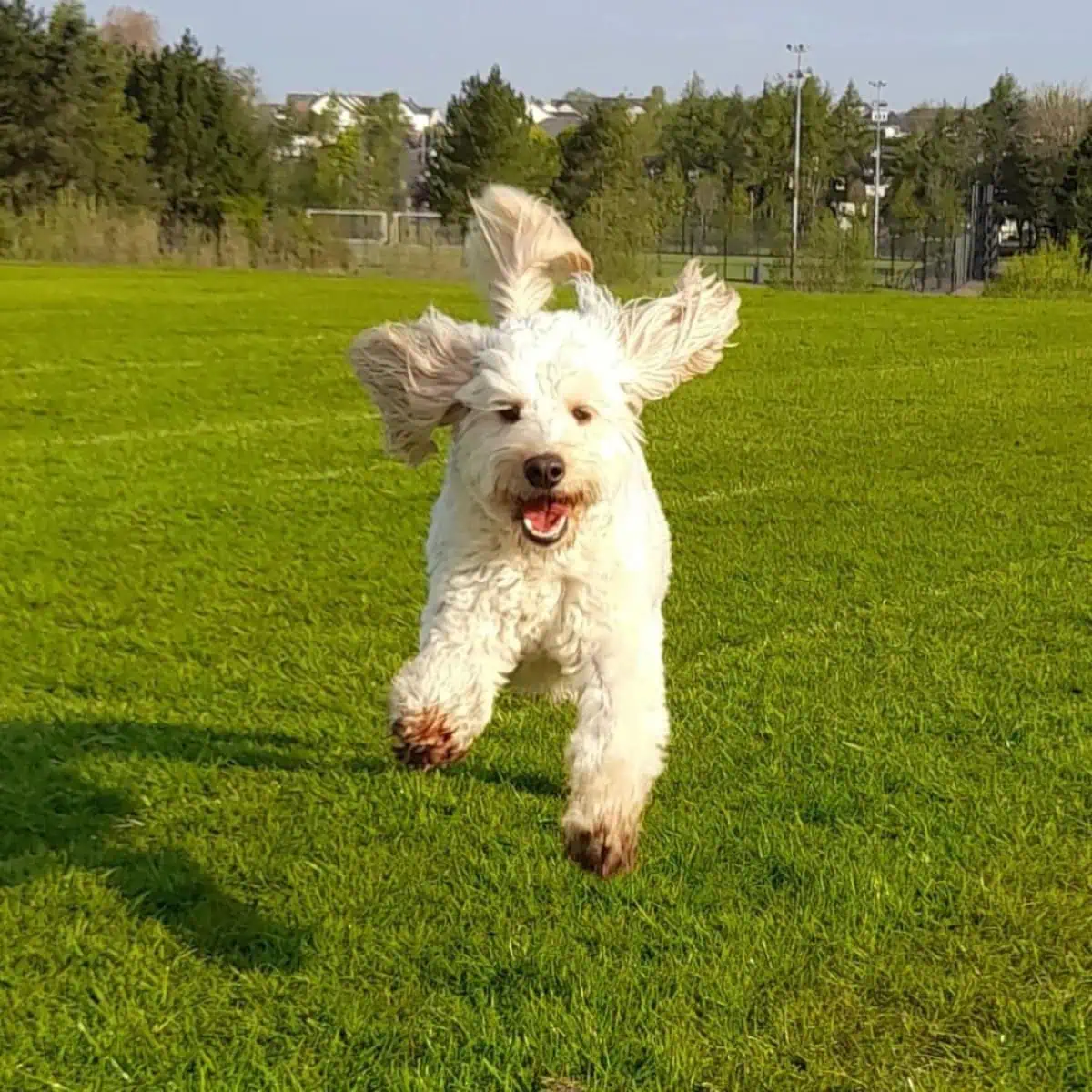happy Cavapoo running