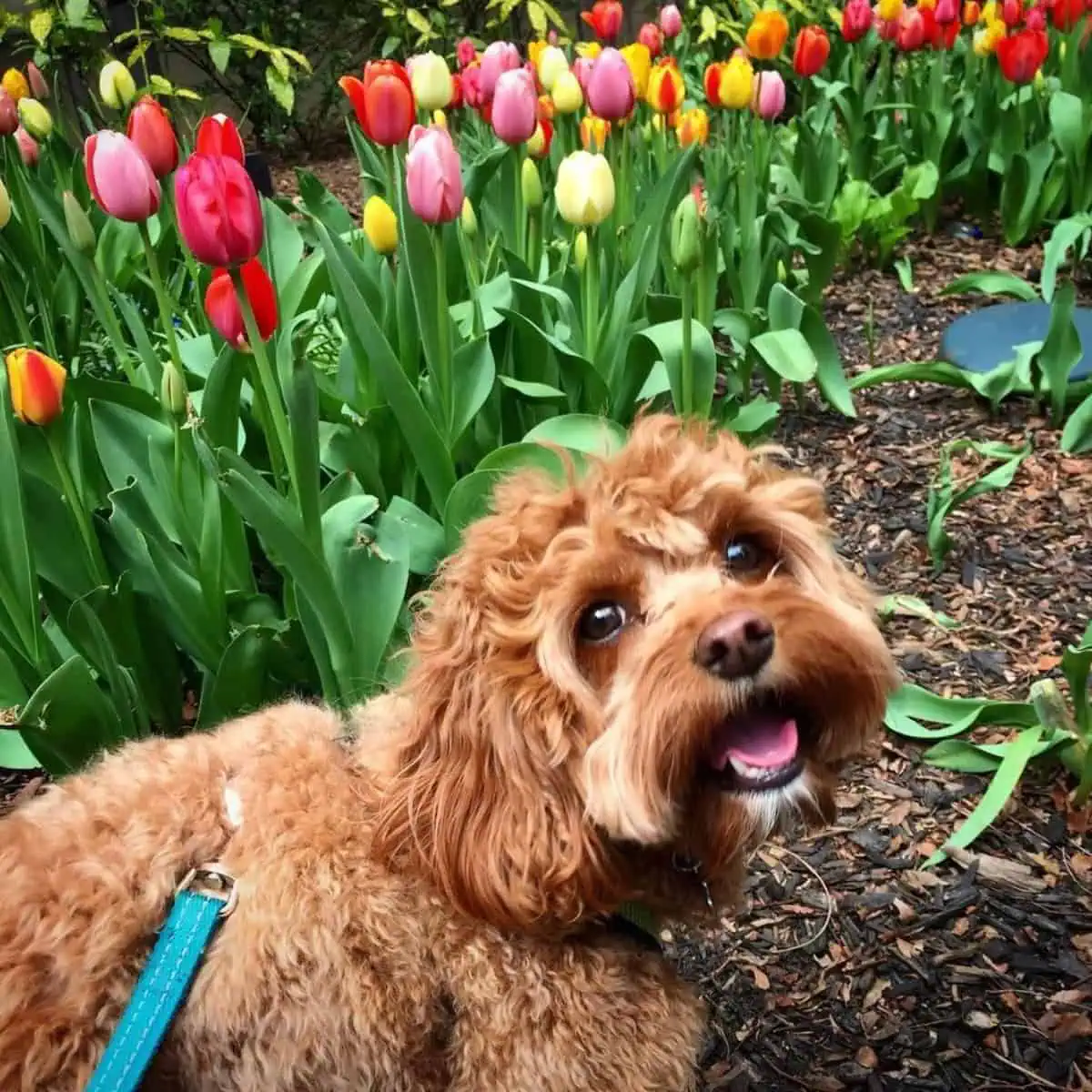 happy Cavapoo with flowers