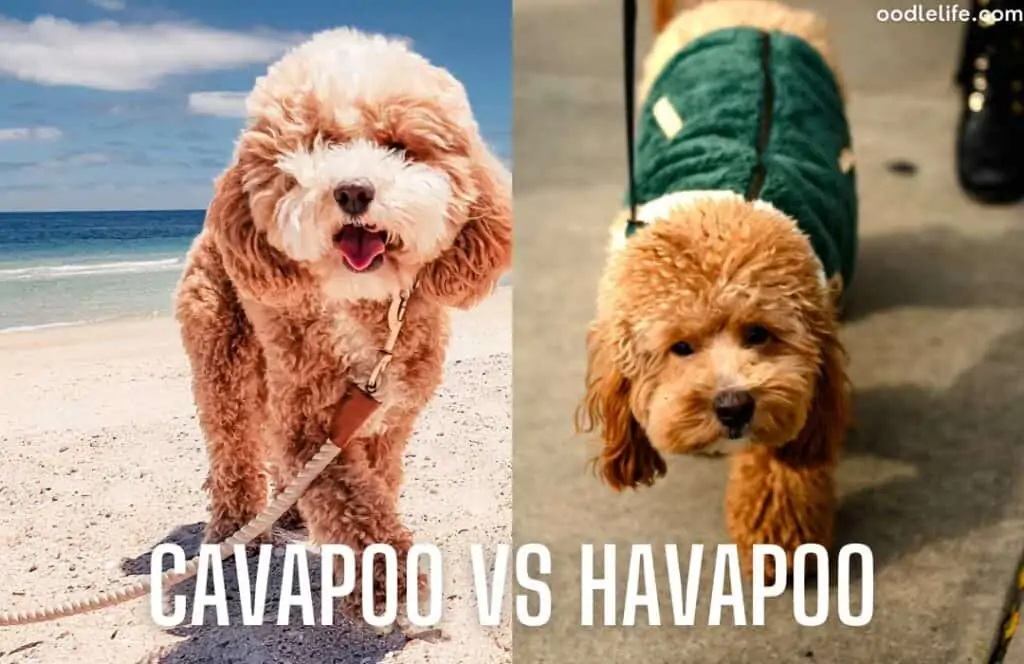 havapoo vs cavapoo appearance