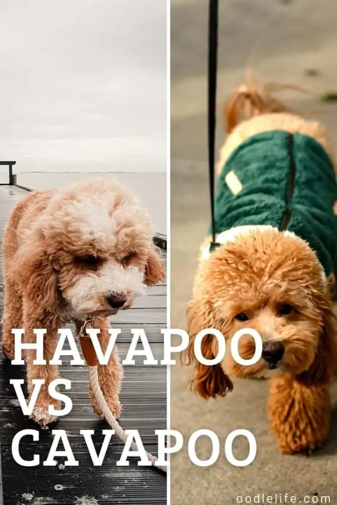 Havapoo vs cavapoo side by side