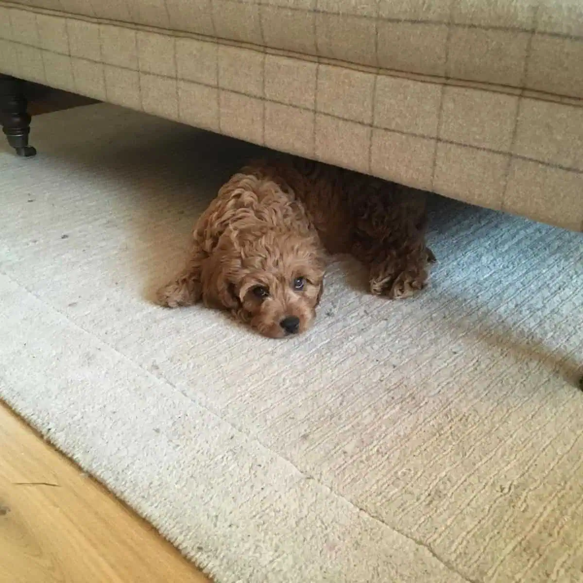 hiding Cavapoo under couch