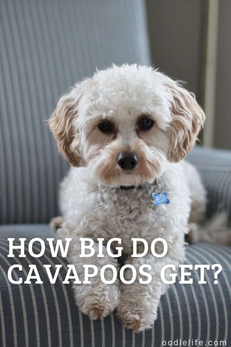 How big do cavapoos get cavapoo size guide oodle life
