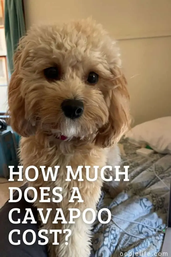 how much does a cavapoo cost Pinterest graphic