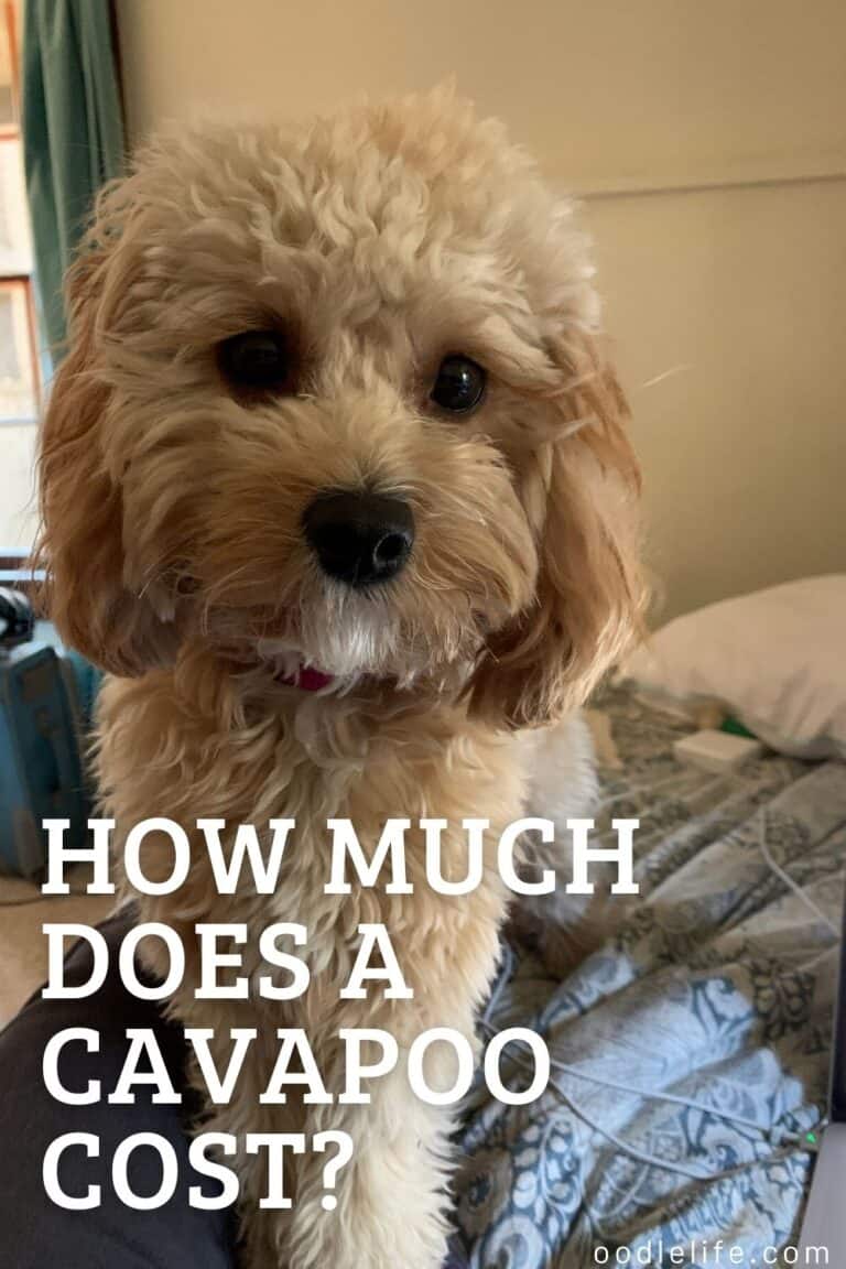 How Much Does A Cavapoo Cost? [Price Guide] Oodle Life