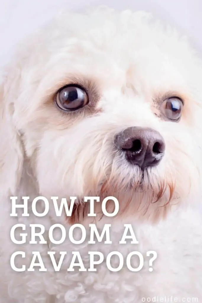 how to groom a cavapoo puppy pin