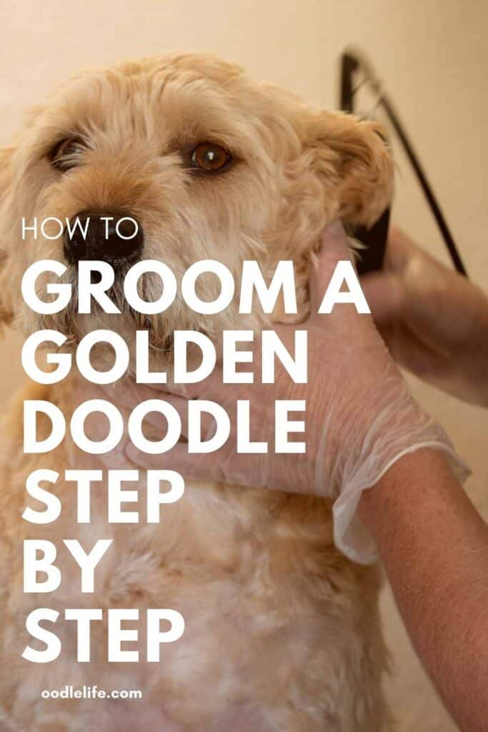 how often should a goldendoodle be groomed