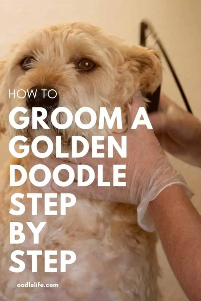 Pinterest image on how to groom a goldendoodle