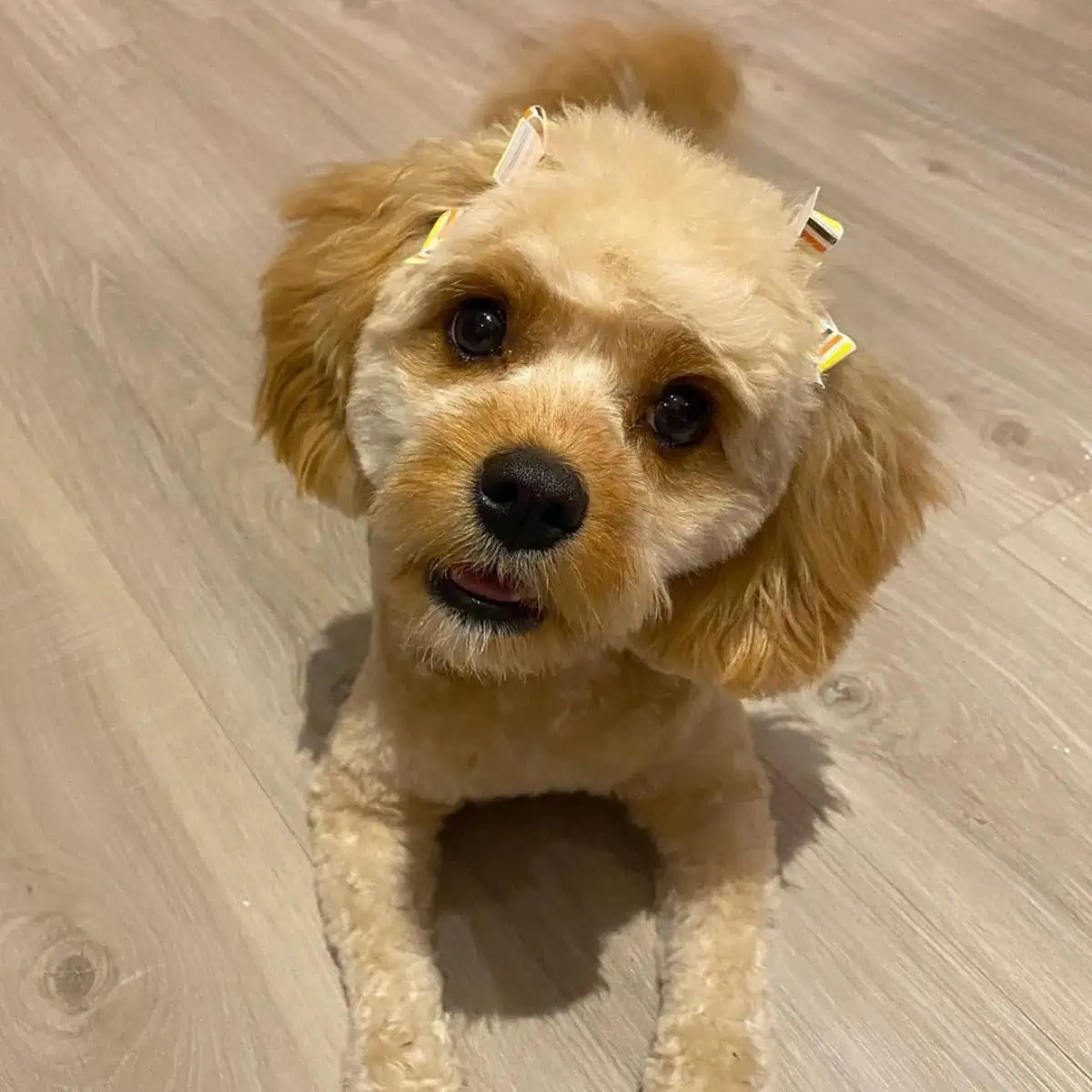 hungry Cavapoo waits food