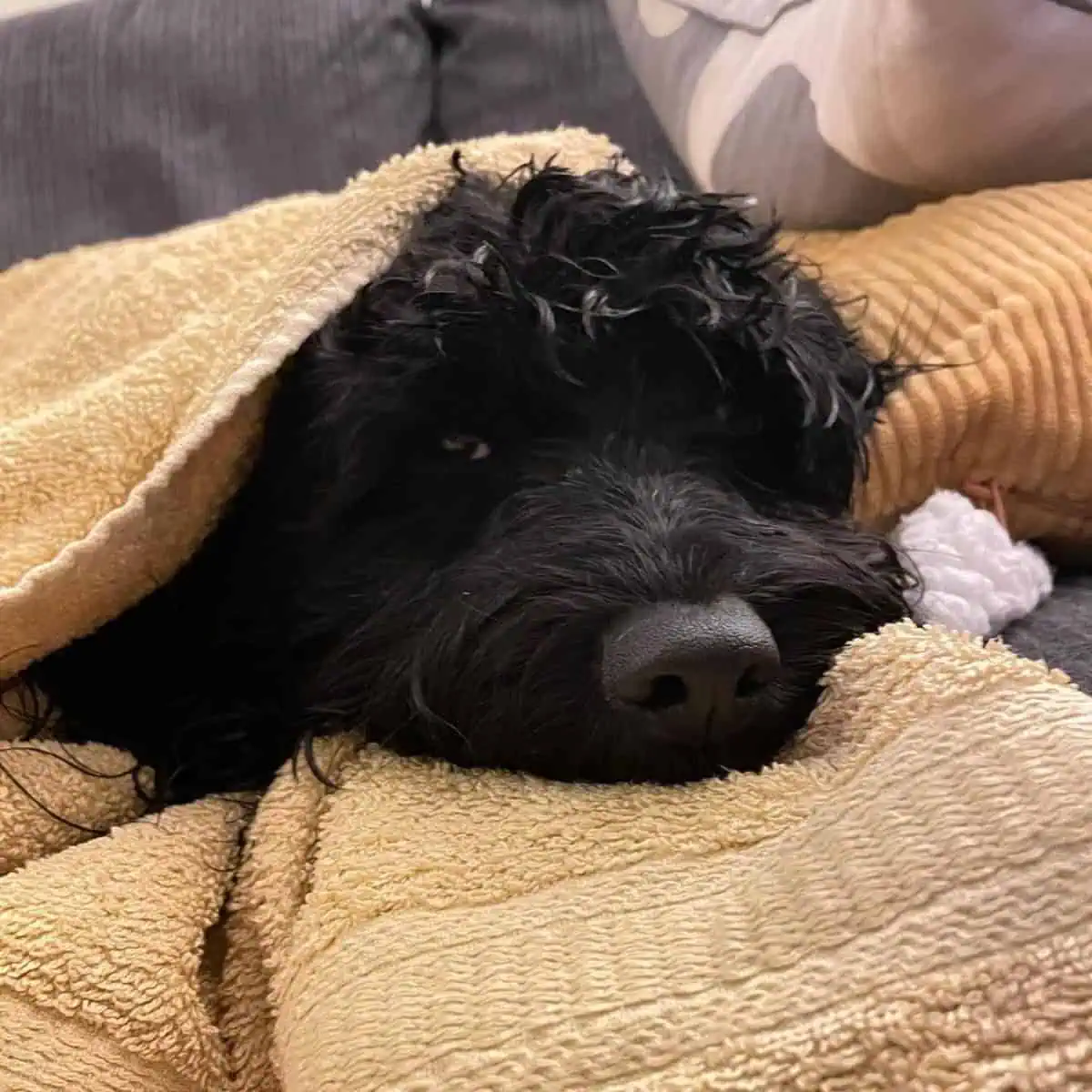 lying Cavapoo on towel