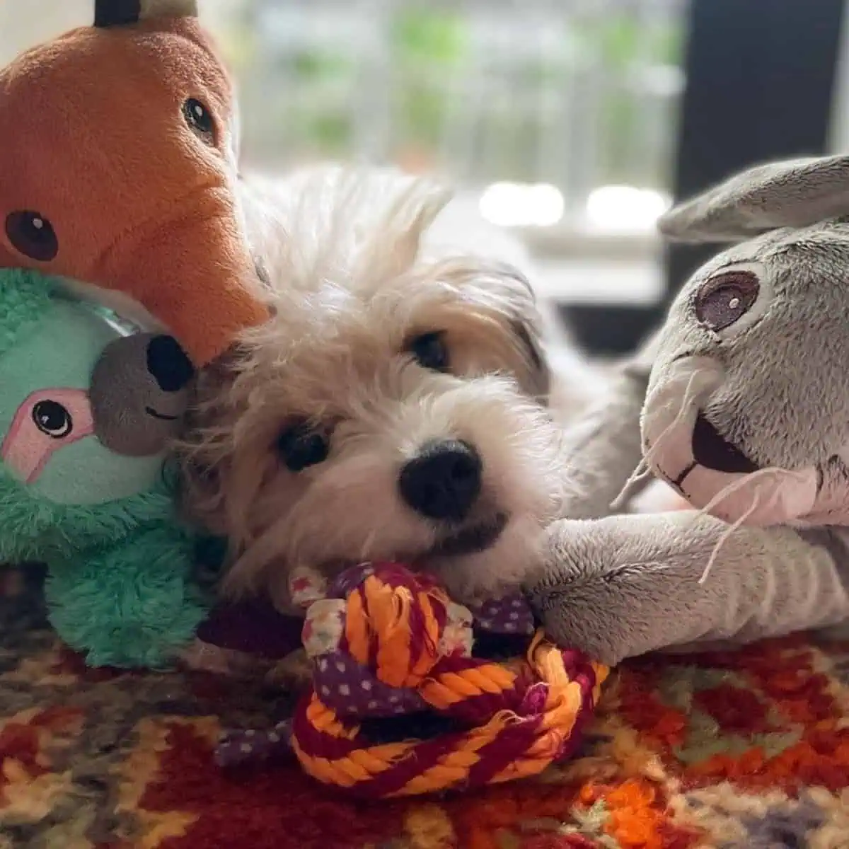 lying Cavapoo with toys