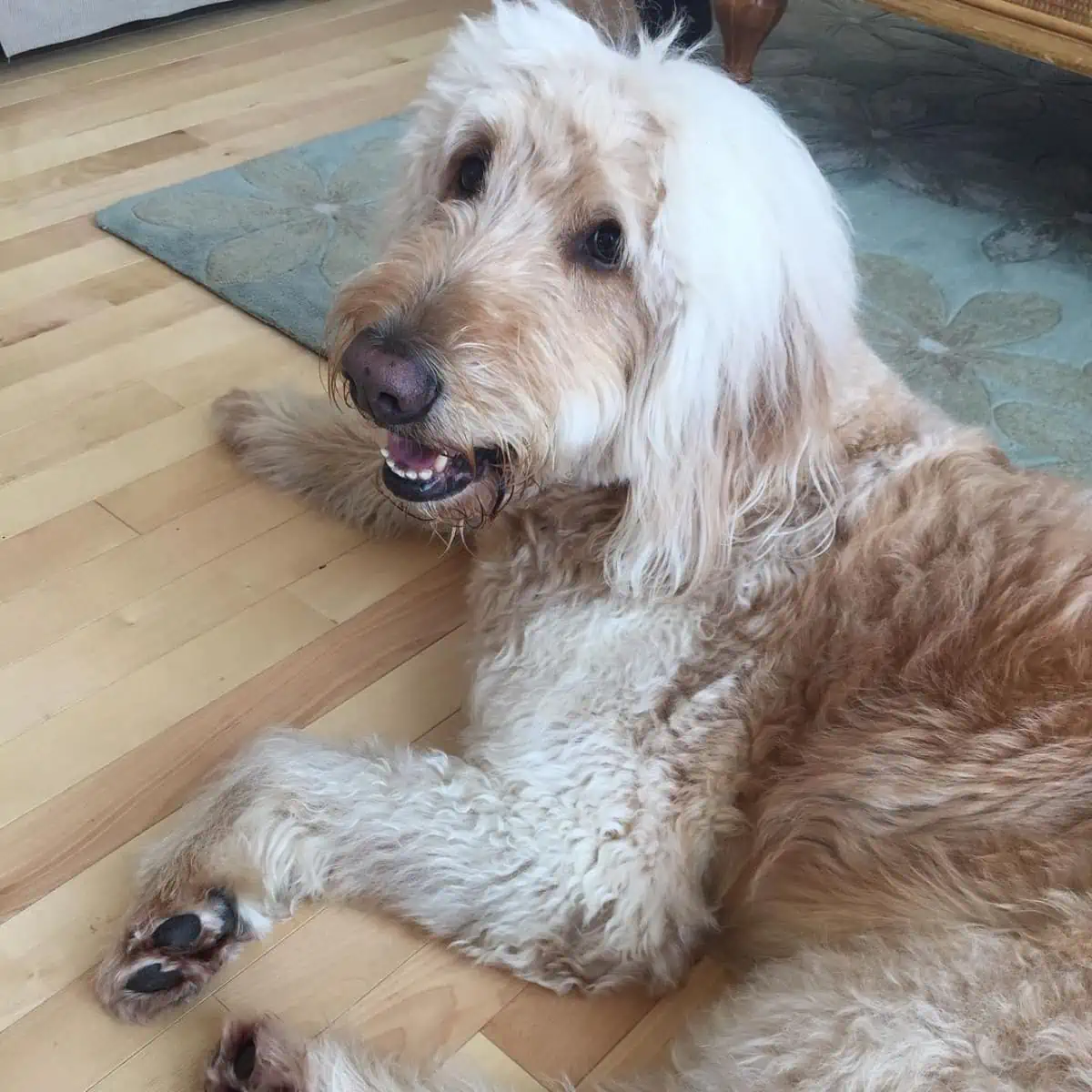 lying Goldendoodle on the floor