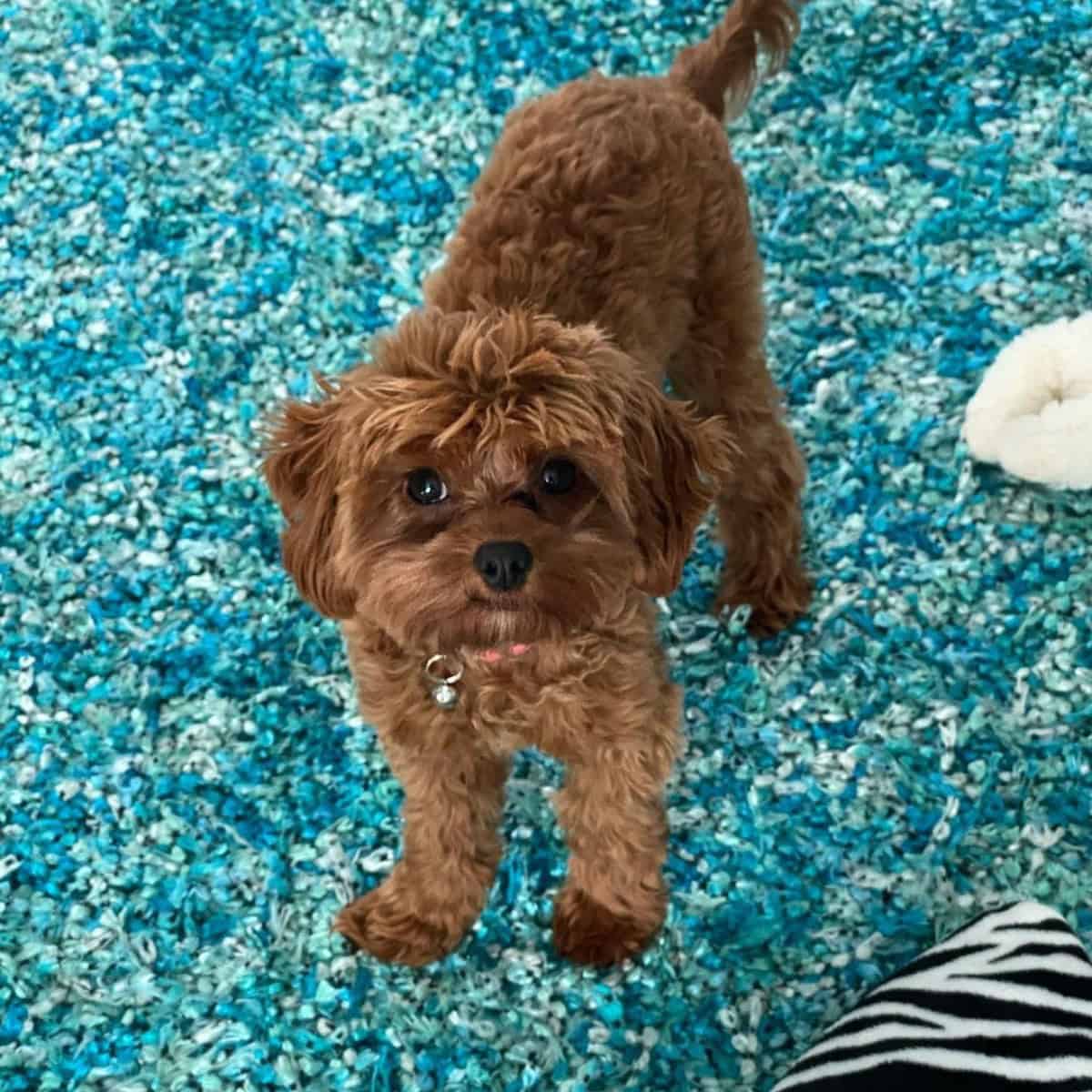 Mini Cavapoo on carpet