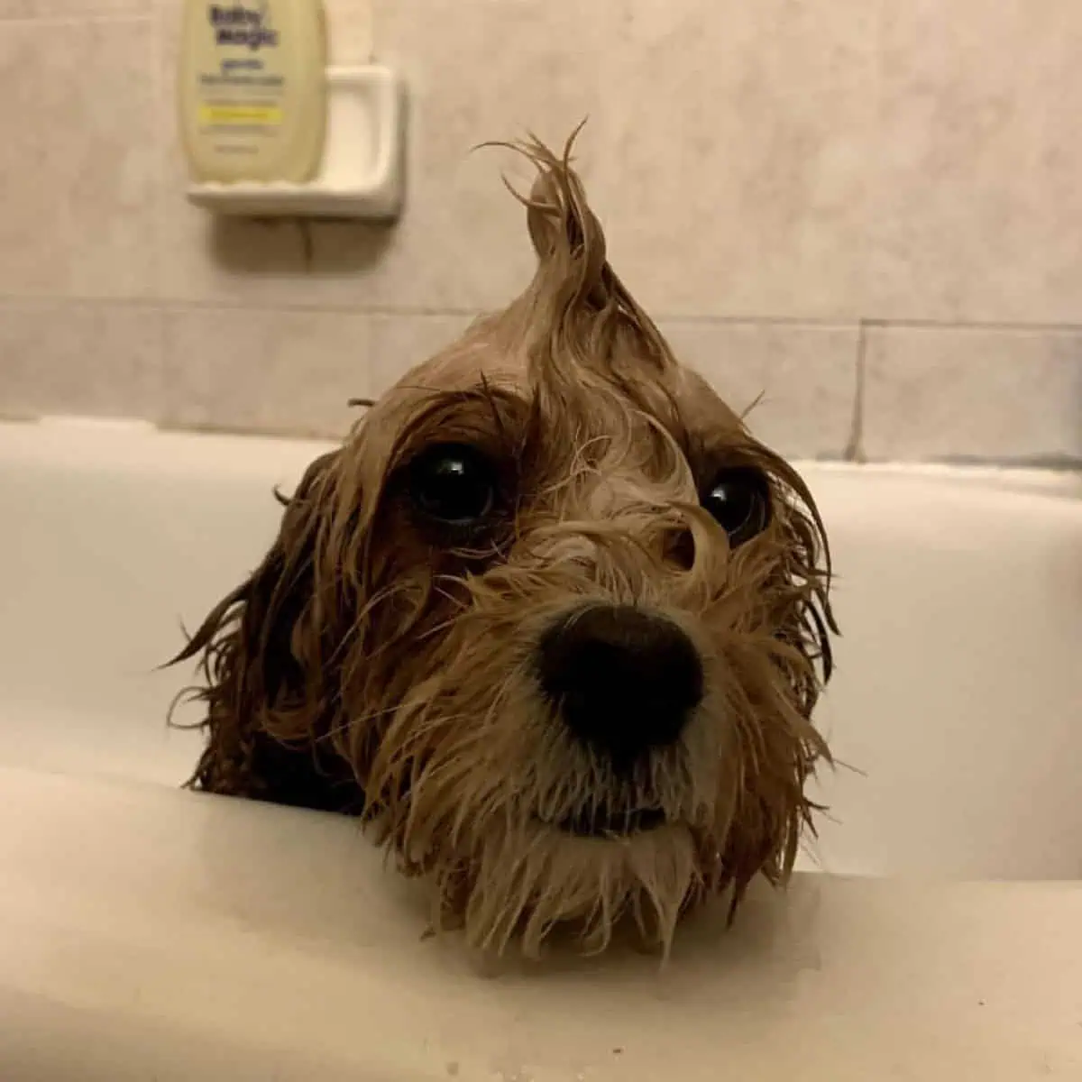 mohawk for Cavapoo