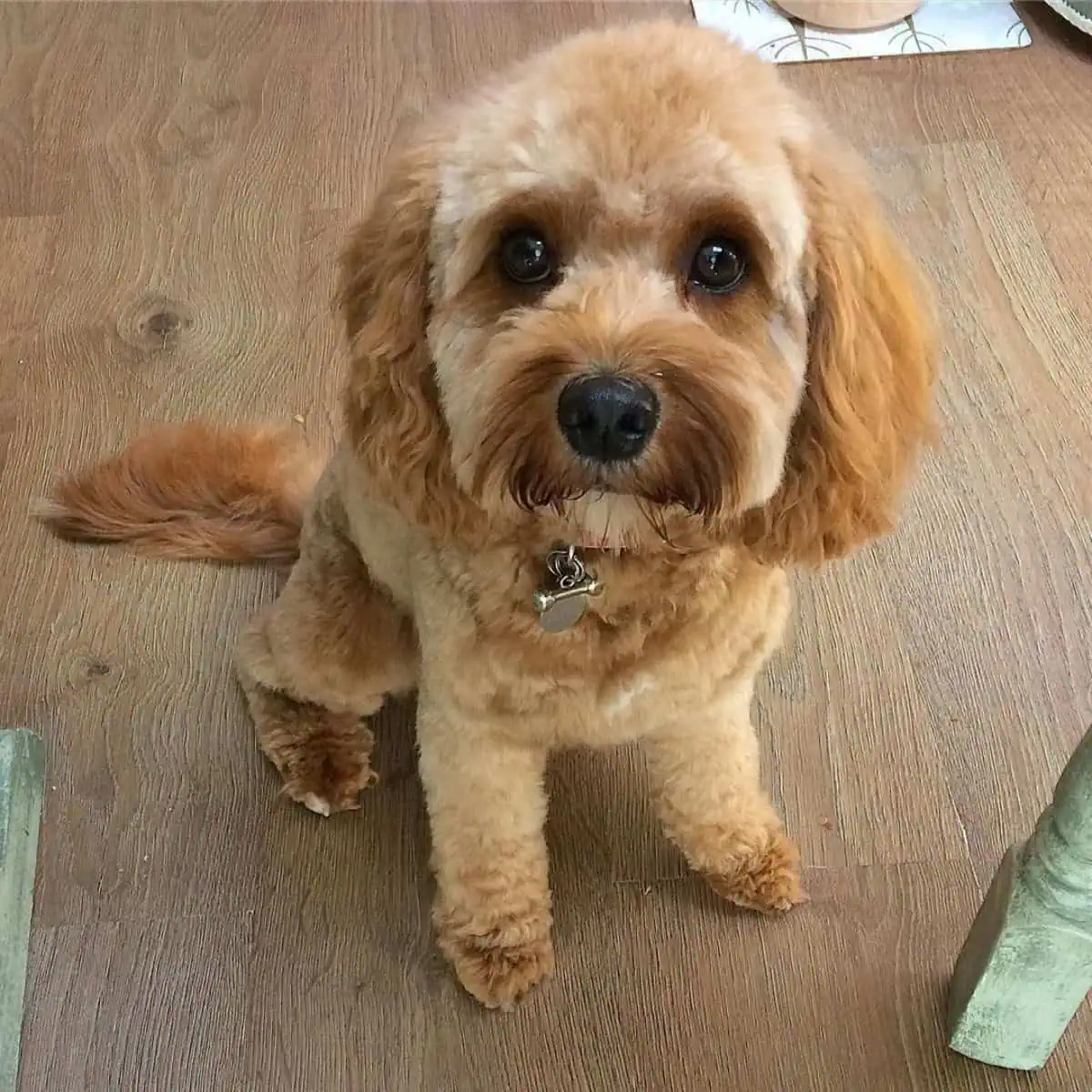 new haircut of Cavapoo