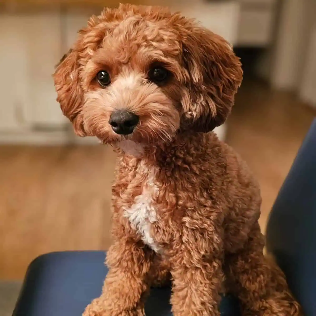 new surroundings of Cavapoo